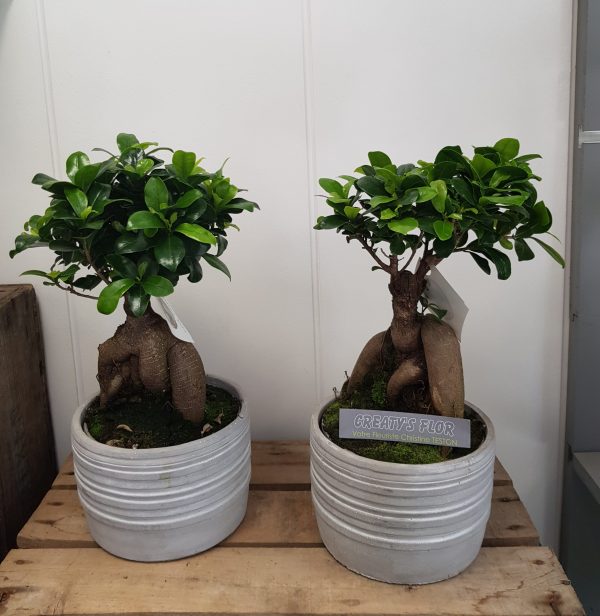 Ficus Genseng
