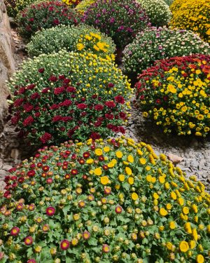 chrysanthèmes multicolore